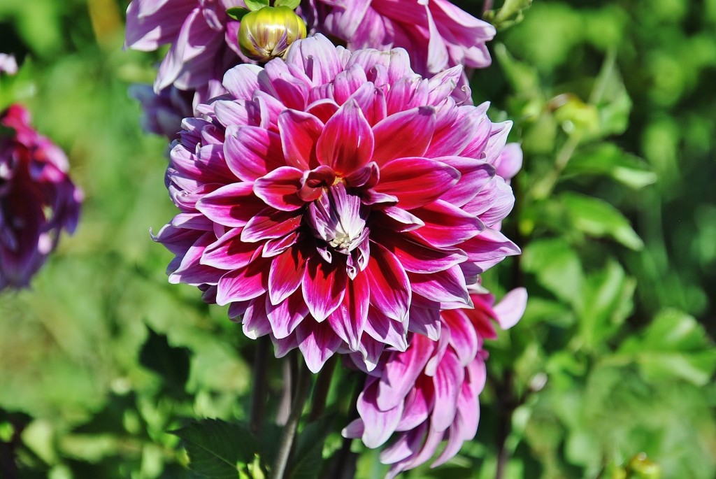 Foto: Dalias - Saldes (Barcelona), España