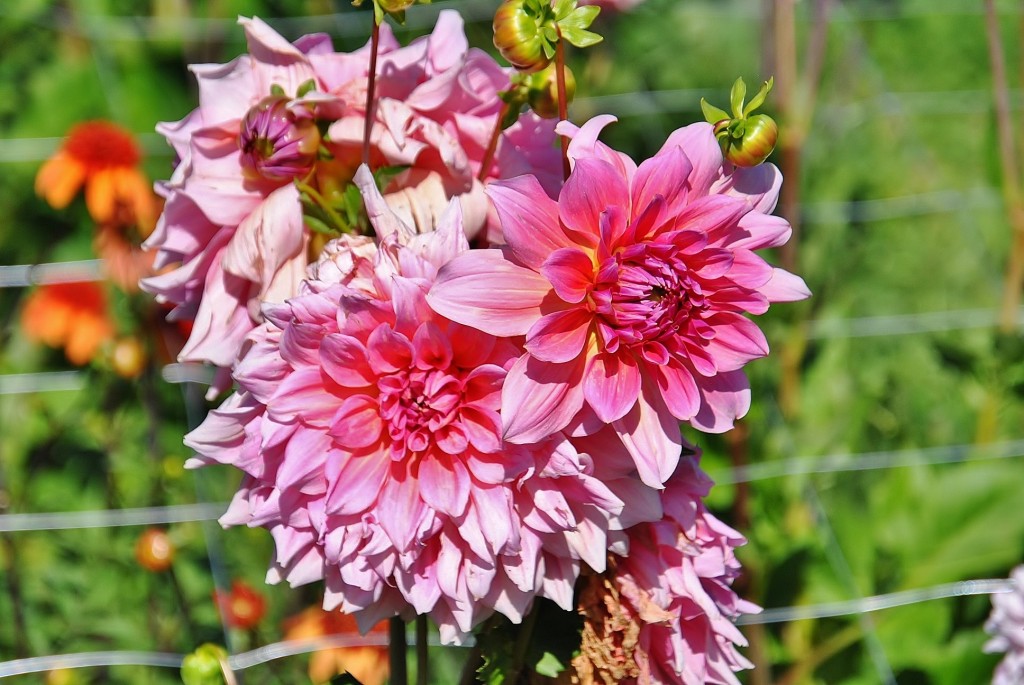 Foto: Dalias - Saldes (Barcelona), España