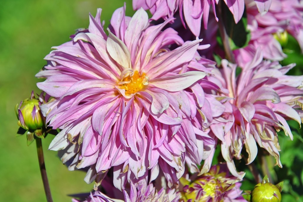 Foto: Dalias - Saldes (Barcelona), España