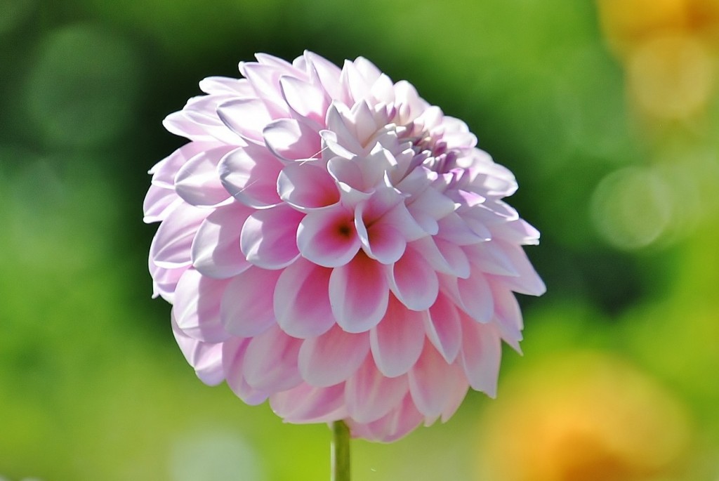 Foto: Dalias - Saldes (Barcelona), España