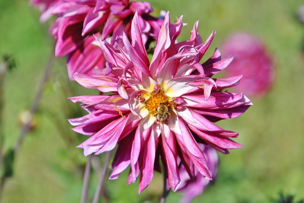 Foto: Dalias - Saldes (Barcelona), España