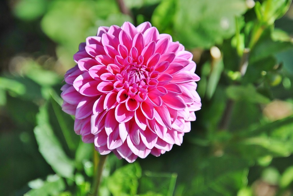 Foto: Dalias - Saldes (Barcelona), España