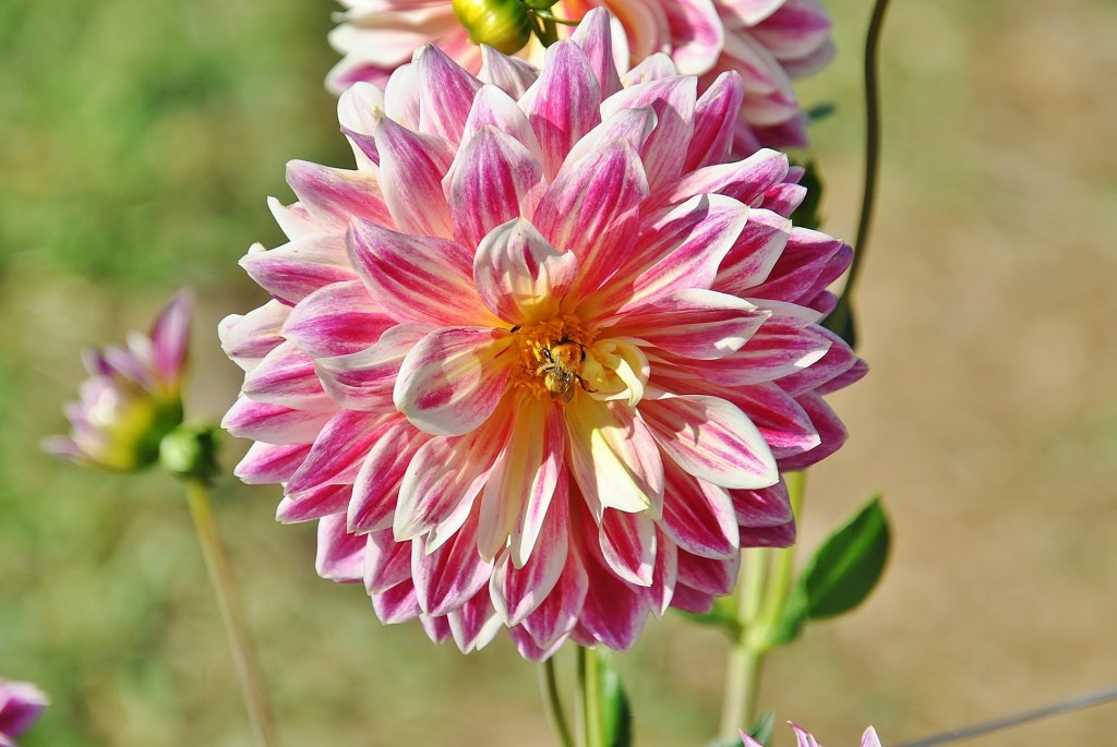 Foto: Dalias - Saldes (Barcelona), España