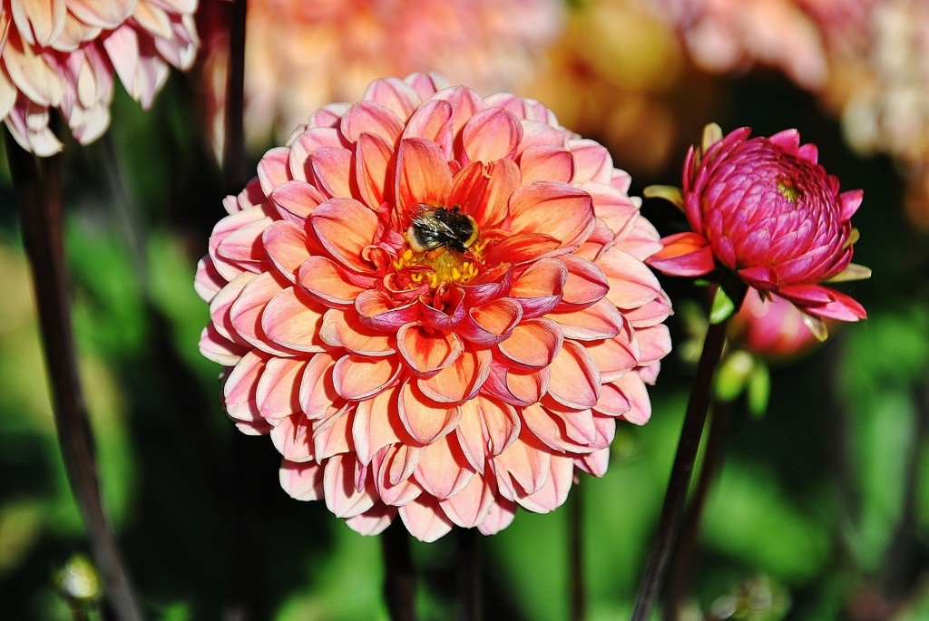 Foto: Dalias - Saldes (Barcelona), España