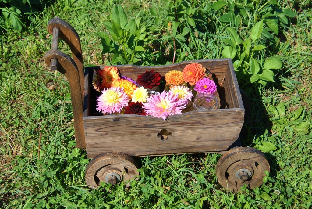 Foto: Dalias - Saldes (Barcelona), España