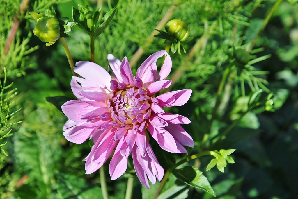 Foto: Dalias - Saldes (Barcelona), España