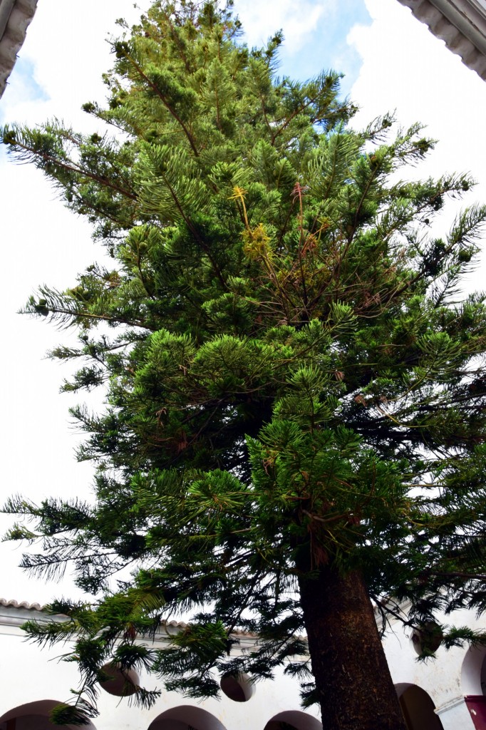 Foto: Araucaría ou Pinheiro de Sao José - Loulé (Faro), Portugal