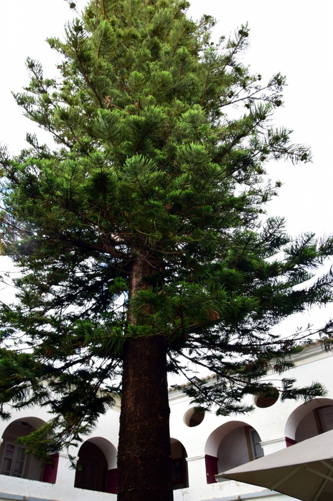 Foto: Araucaria Heterophylla - Loulé (Faro), Portugal