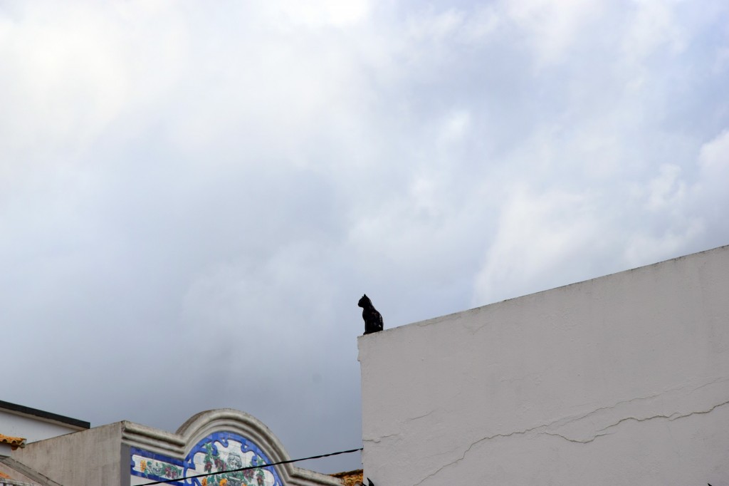 Foto: El Gato vijilante - Loulé (Faro), Portugal