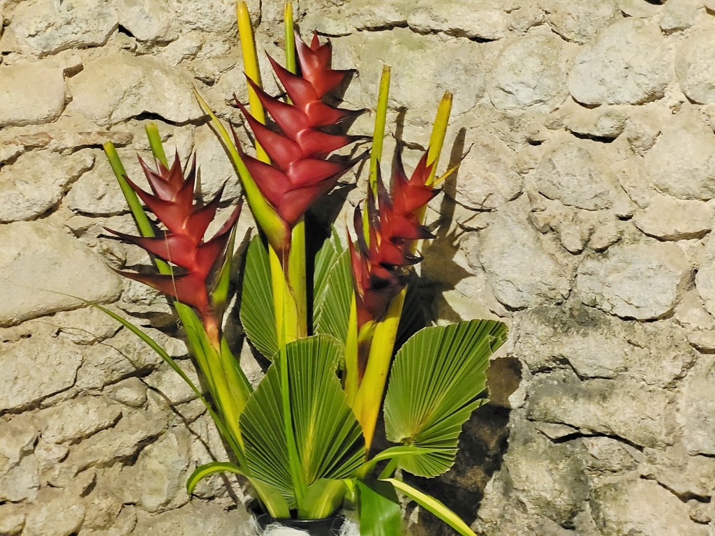 Foto: Girona temps de flors - Girona (Cataluña), España