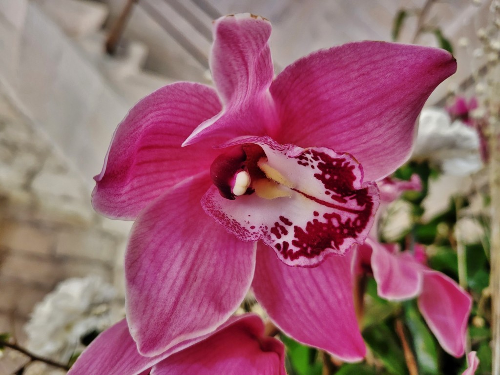 Foto: Girona temps de flors - Girona (Cataluña), España