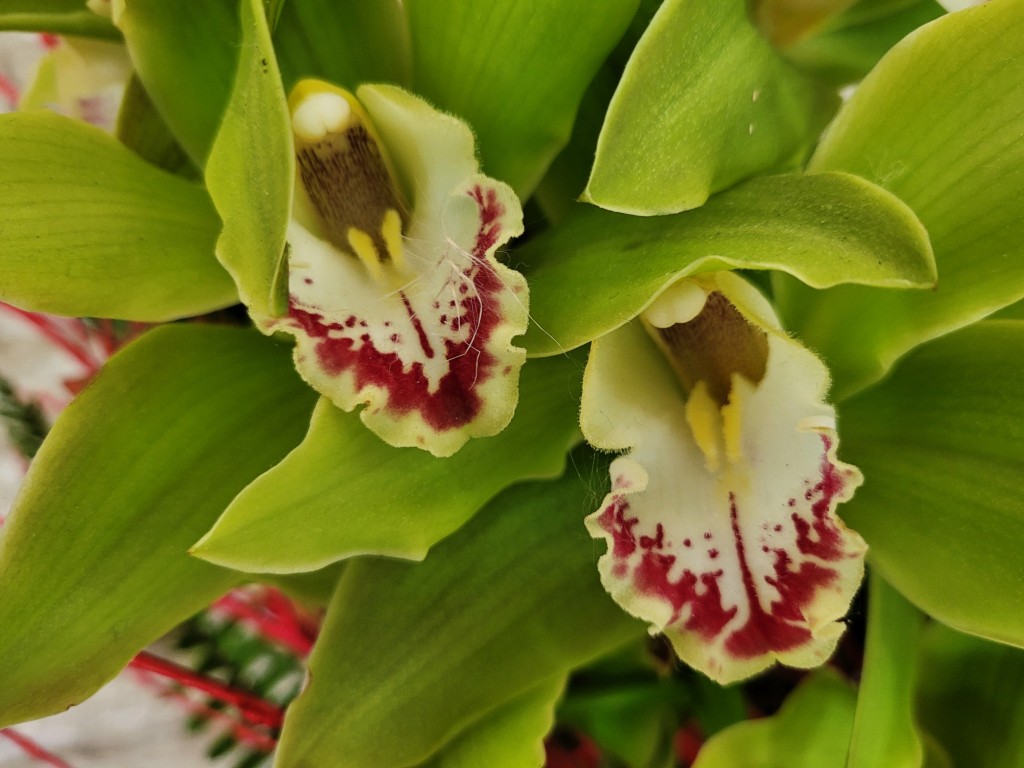 Foto: Girona temps de flors - Girona (Cataluña), España