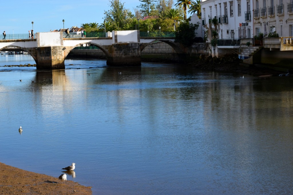 Foto: Gaviotas Portuguesas - Tavira (Faro), Portugal