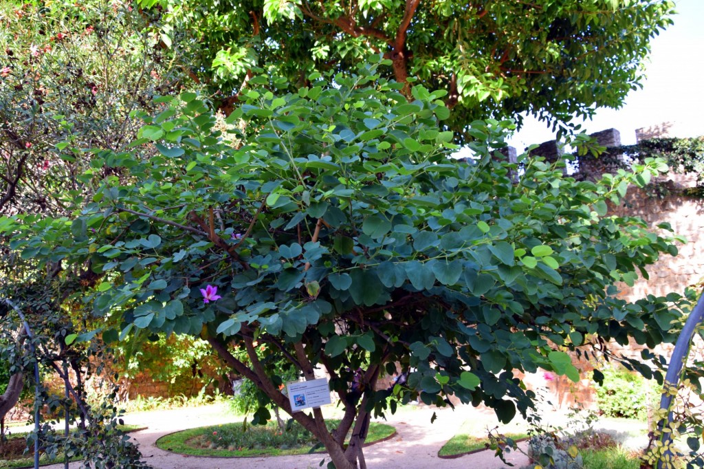 Foto: Bahuinia Variegata - Arvore,  Orquídea - Tavira (Faro), Portugal