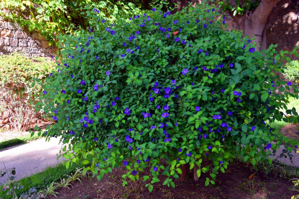 Foto: Solanum Umbelliferum - Bruxa Azul da Noite - Tavira (Faro), Portugal