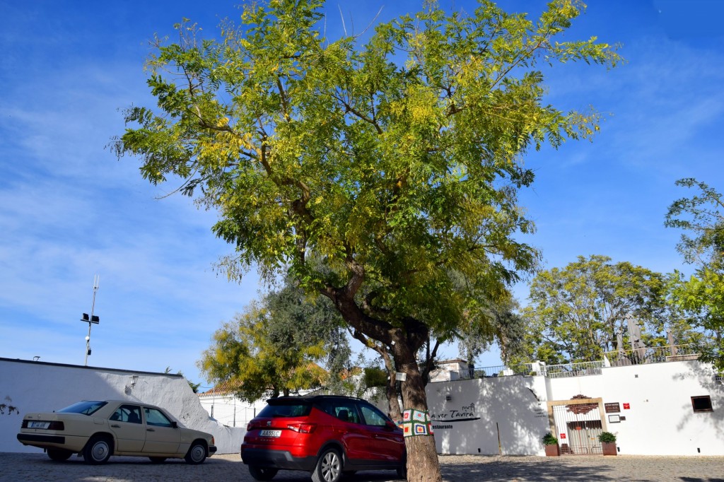 Foto: Sophora Japónica -Acacia do Japâo - Tavira (Faro), Portugal