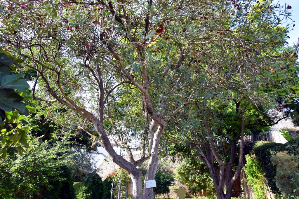 Foto: Nerium Oleander -Loendro - Tavira (Faro), Portugal