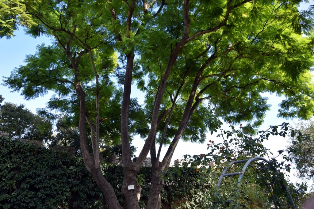 Foto: Jacaranda Mimosifolia - Tavira (Faro), Portugal