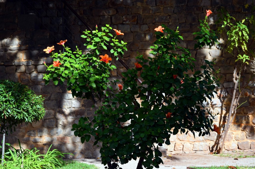 Foto: Hibiscus Mutavilis -Hibisco - Tavira (Faro), Portugal