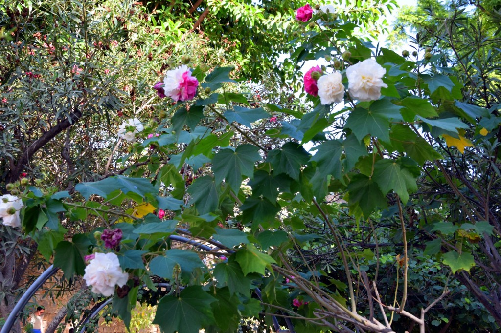 Foto: Hibiscus Mutavilis -Hibisco - Tavira (Faro), Portugal