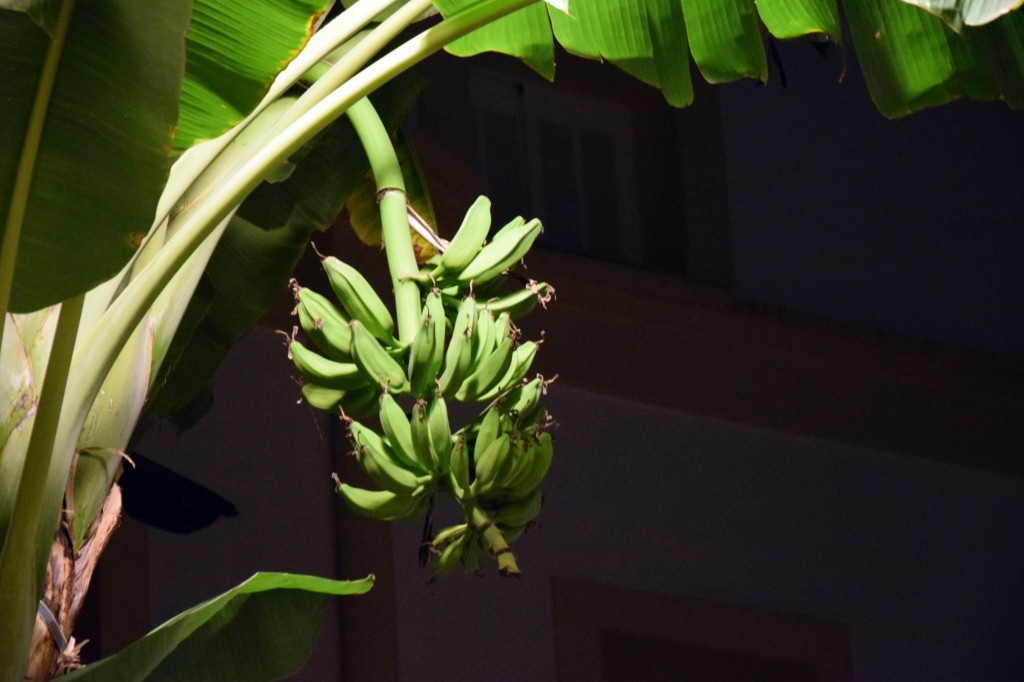 Foto de Almuñecar (Granada), España