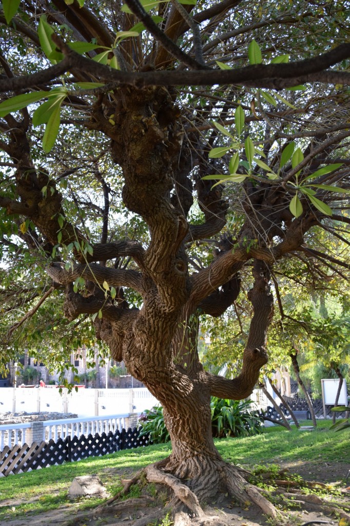 Foto: Palma Plegada - Almuñecar (Granada), España