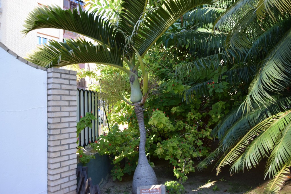 Foto: Palma Botella - Almuñecar (Granada), España