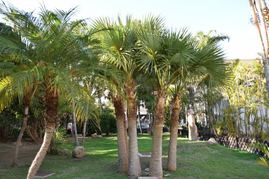 Foto: Palma Repollo - Almuñecar (Granada), España