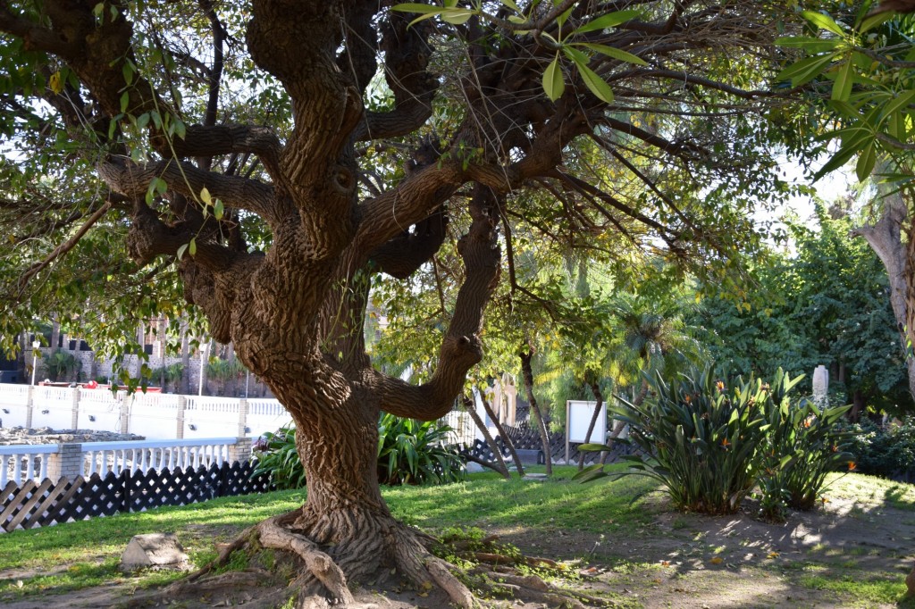 Foto de Almuñecar (Granada), España