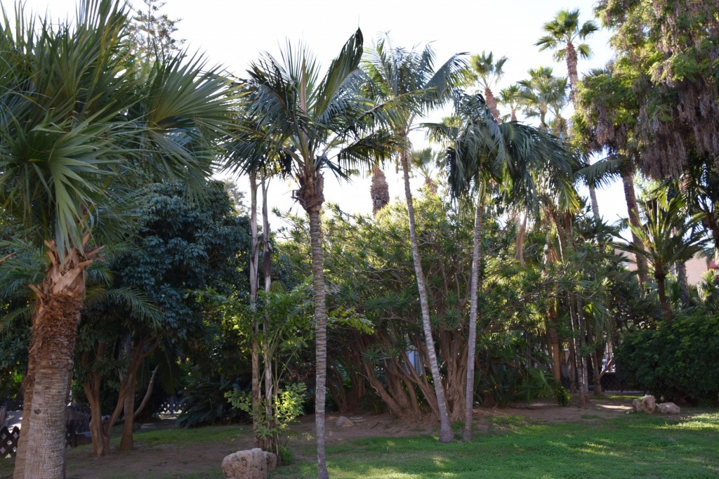 Foto: Palma Cola de Pescado - Almuñecar (Granada), España