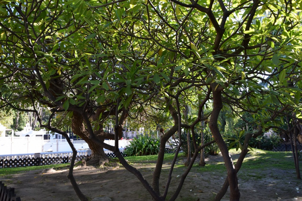 Foto: Frangipani - Almuñecar (Granada), España