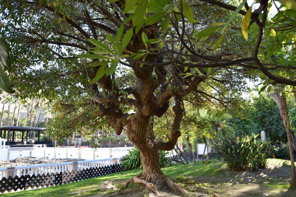 Foto: Palma Plegada - Almuñecar (Granada), España