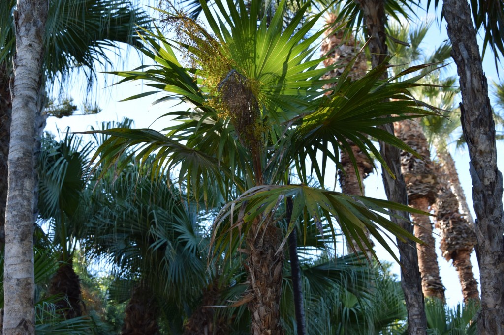 Foto: Miraguano - Almuñecar (Granada), España