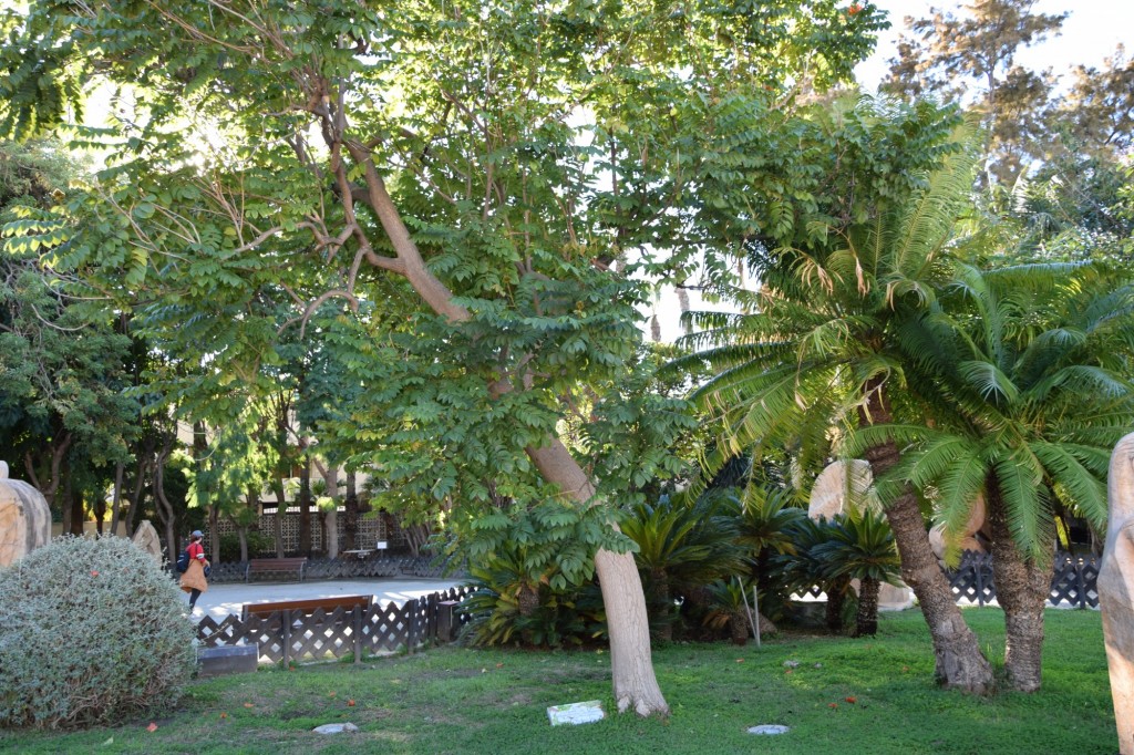 Foto: El árbol de la Asociación de Mujeres Las Entreverás - Almuñecar (Granada), España