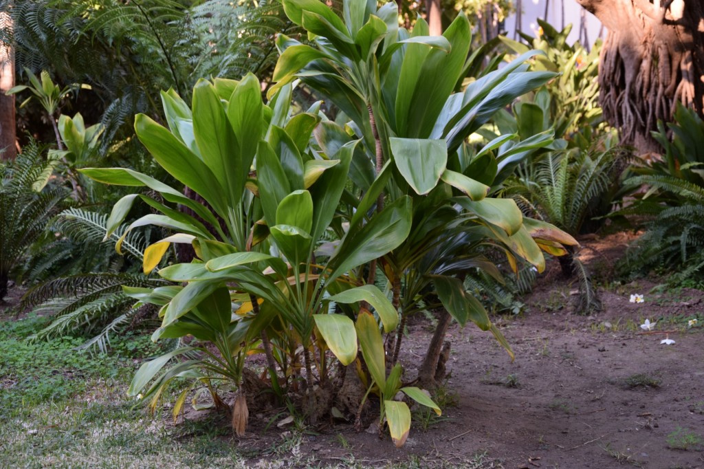 Foto: Palma Rey Piccabeen - Almuñecar (Granada), España