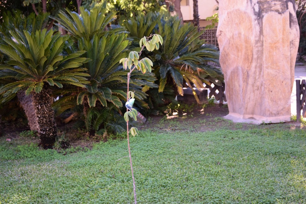 Foto: Chirimoyo - Annona Cherimolia de Perú - Almuñecar (Granada), España