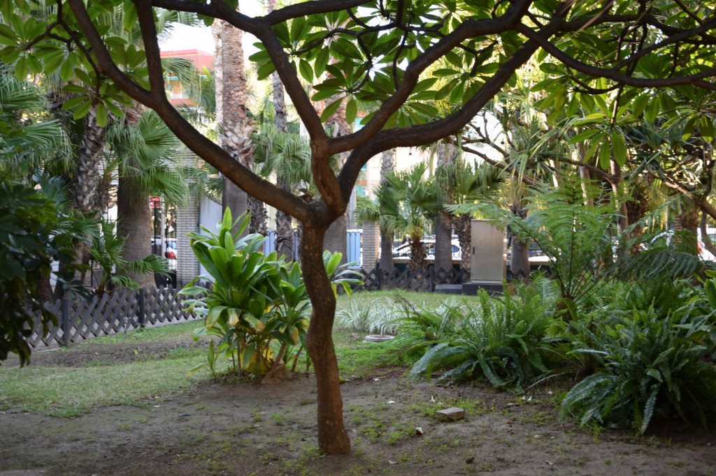 Foto: Palma Tornillo - Almuñecar (Granada), España