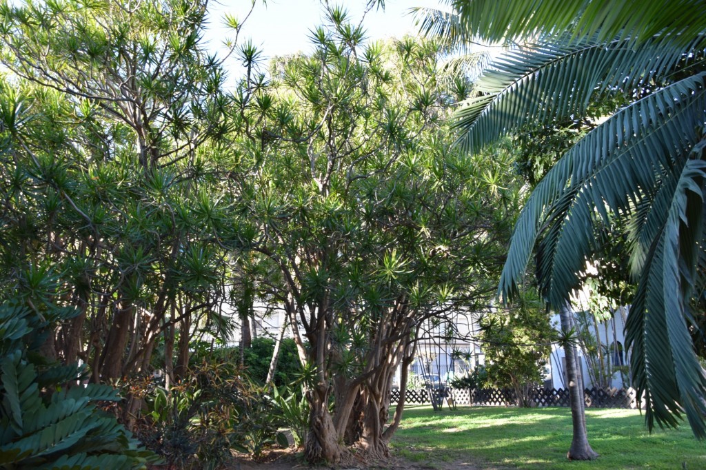 Foto: Dracaena - Almuñecar (Granada), España