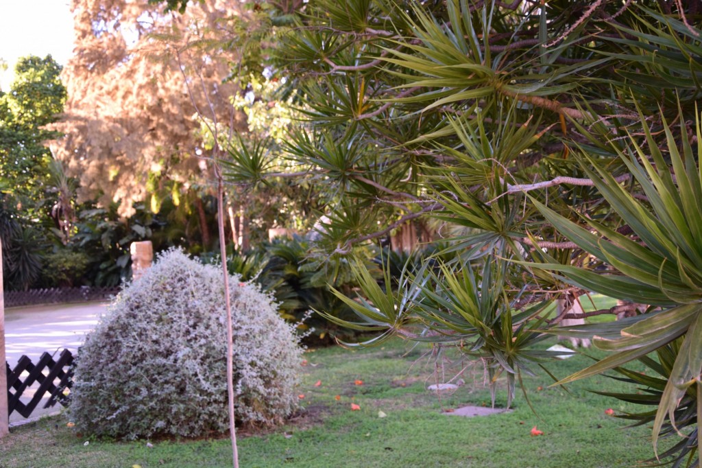 Foto: Flamboyan - Delonia Regia - Madagascar - Almuñecar (Granada), España