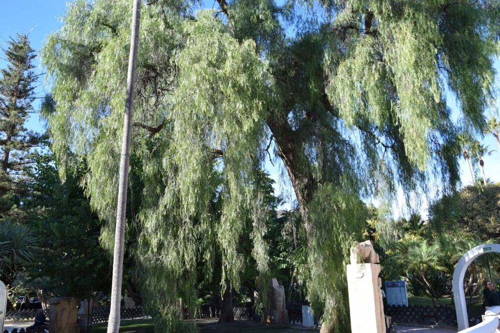 Foto: Tetrapanax Aralia Papyrifera  China, Tiwa - Almuñecar (Granada), España