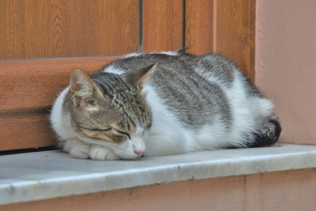Foto: Gatito - Oia (Pontevedra), España