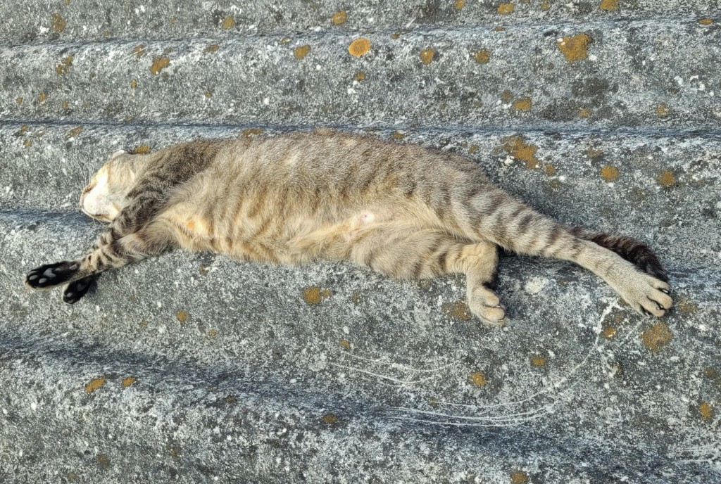 Foto: Gatito - Oia (Pontevedra), España