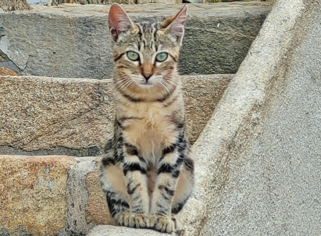 Foto: Gatito - Oia (Pontevedra), España
