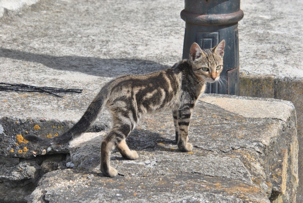 Foto: Gatito - Oia (Pontevedra), España