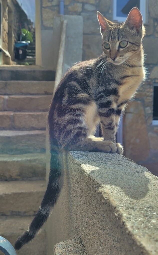 Foto: Gatito - Oia (Pontevedra), España