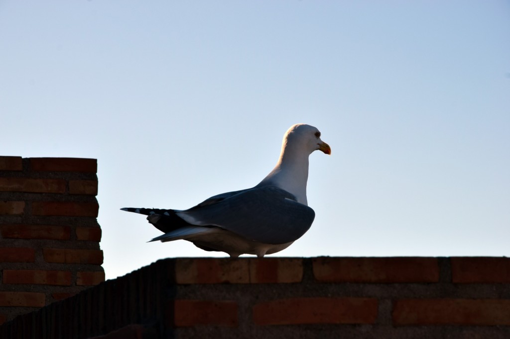Foto: Habitantes del Peñón - Almuñecar (Granada), España