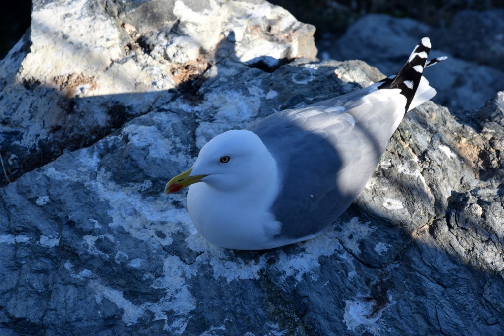 Foto de Almuñecar (Granada), España