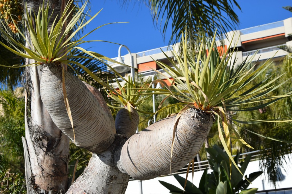 Foto: Drago - Dracaena draco. Tambien Árbol del Dragón - Almuñecar (Granada), España