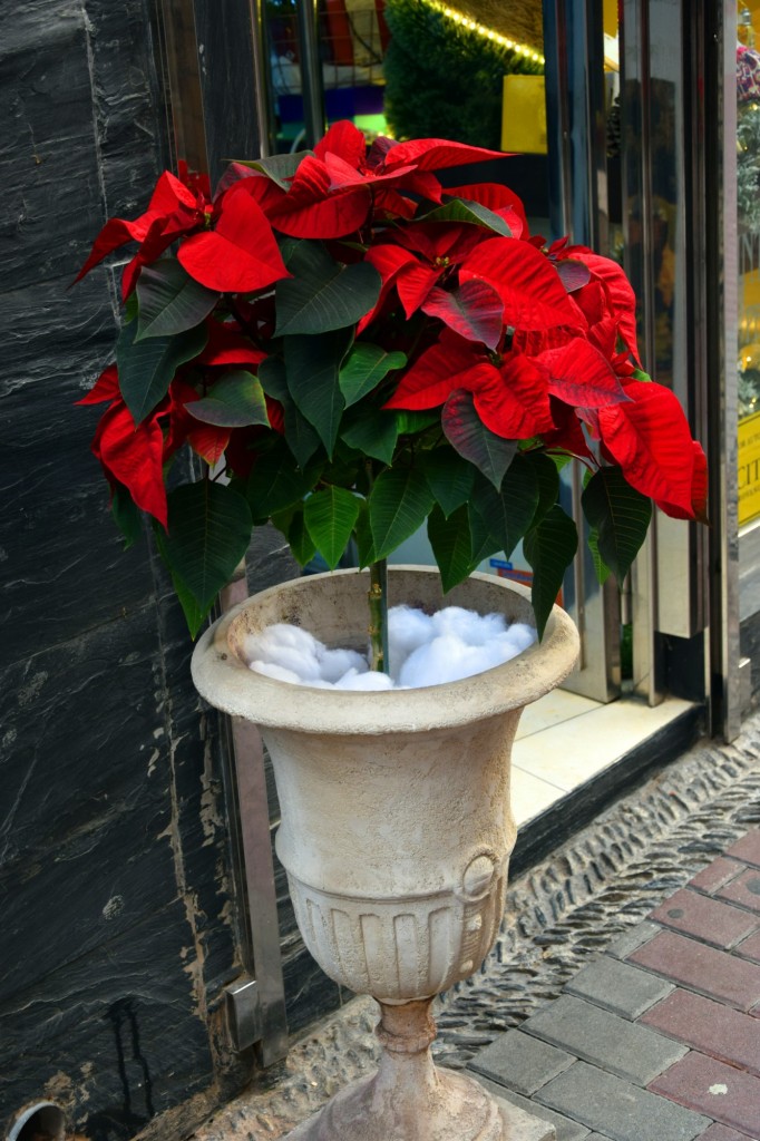 Foto: Flor de Páscua - Almuñecar (Granada), España