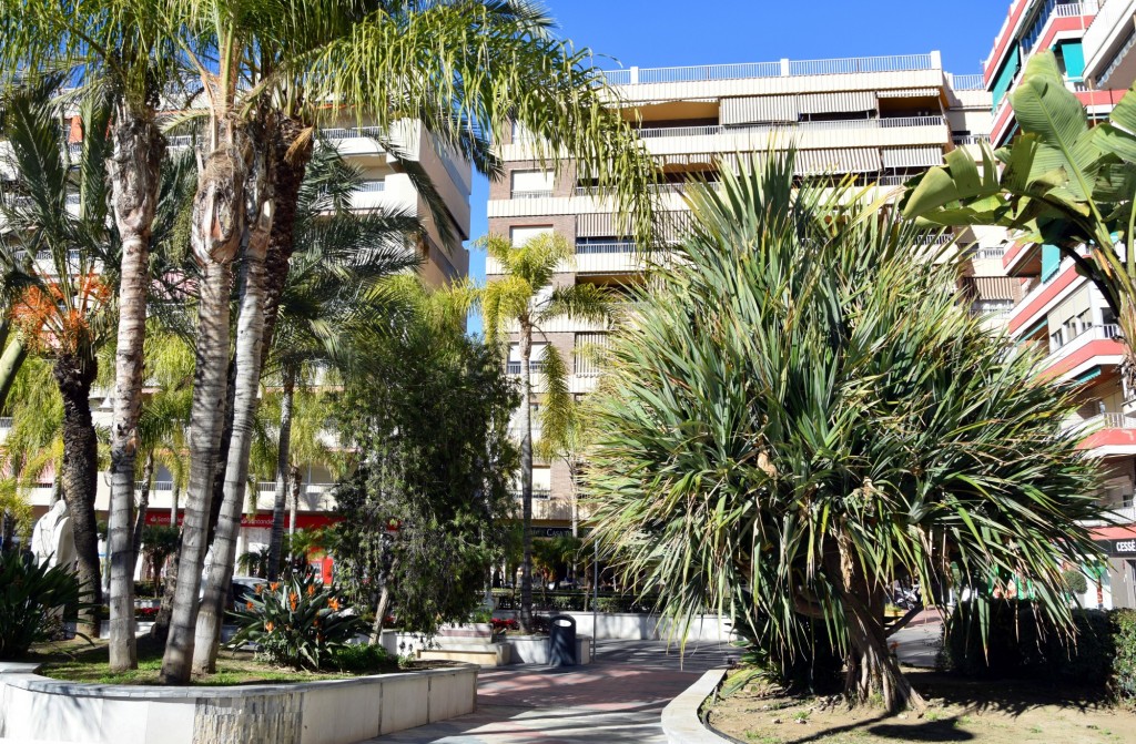 Foto: Palmeras - Almuñecar (Granada), España